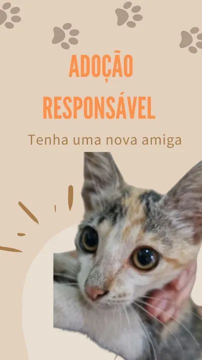 Gatinha para adoção 
