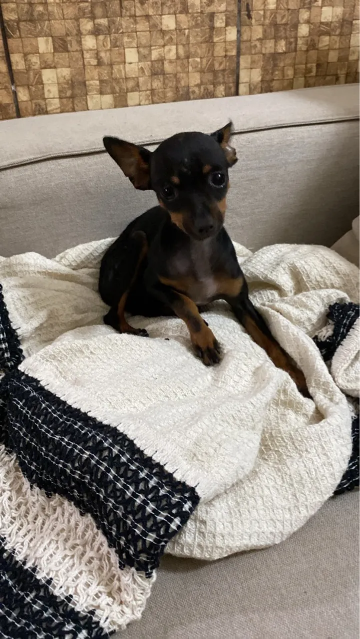 Filhote de Pinscher Macho e fêmea