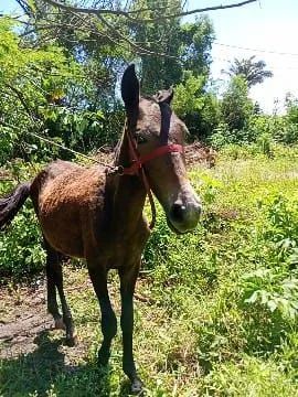 Potrinha pra venda 900 