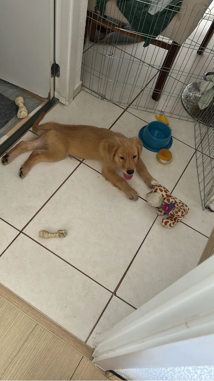 Vendo Golden Retriver  - Foto 3
