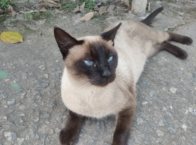 Gato para doação.