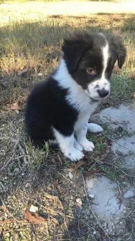 Filhote de Border Collie Vermelho e Branco - Disponível! - Foto 2