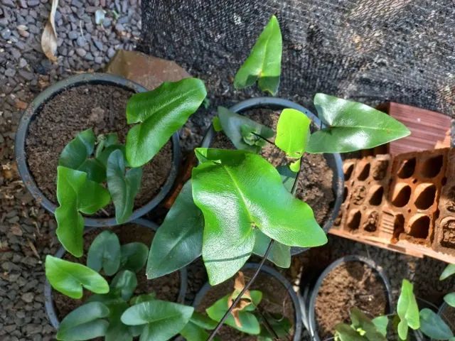 Samambaias  - Foto 6