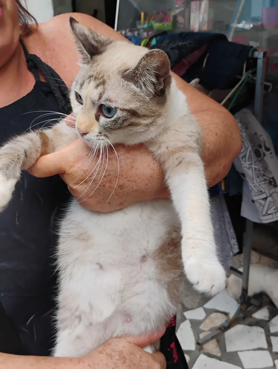Gatinho para Adoção....