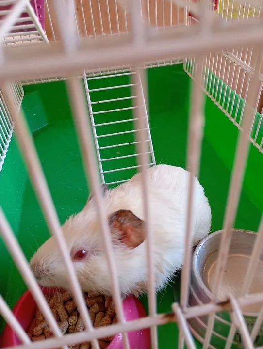 Porquinho Da India  - Foto 3