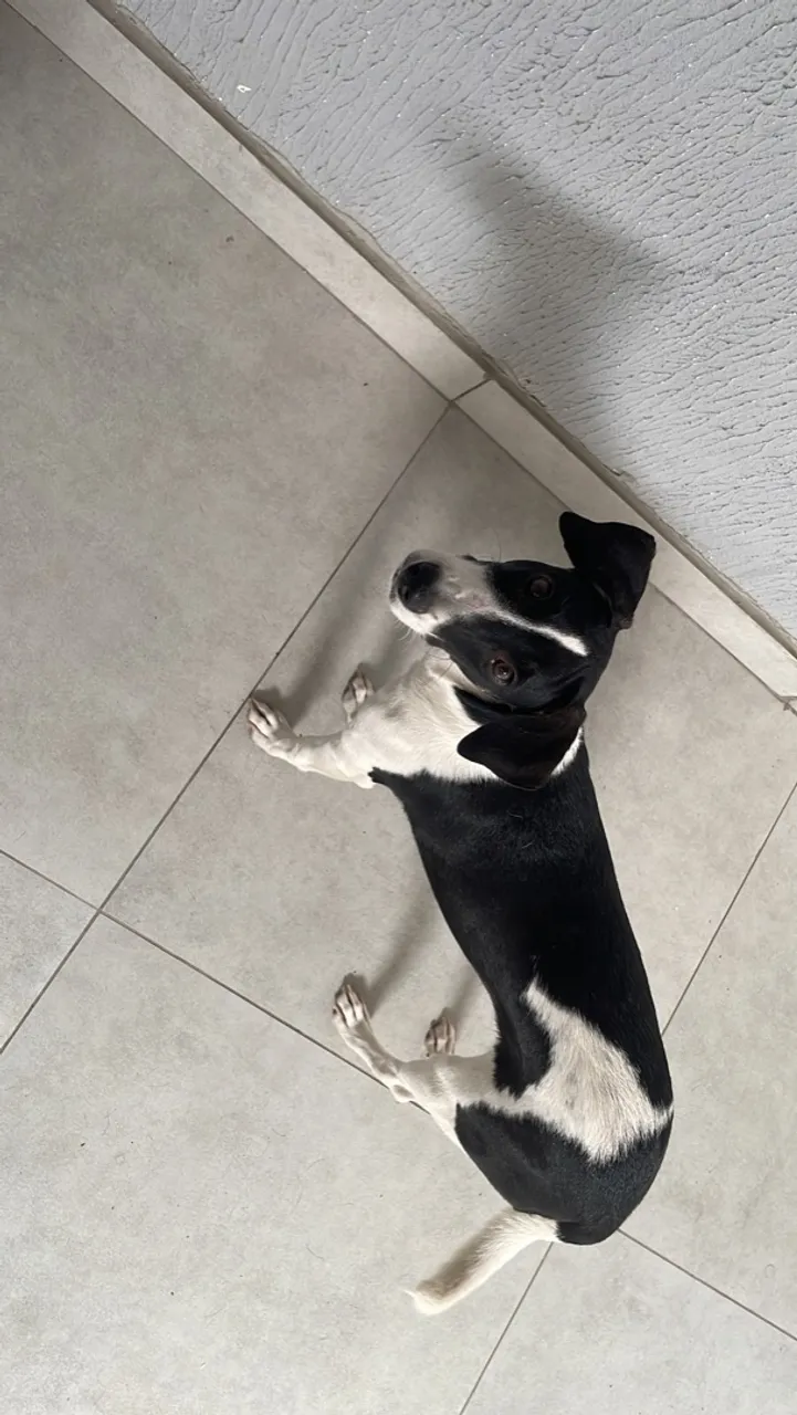 Doação dessa linda cachorrinha