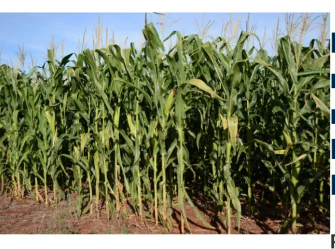 Plantação de milho em ótimo estado