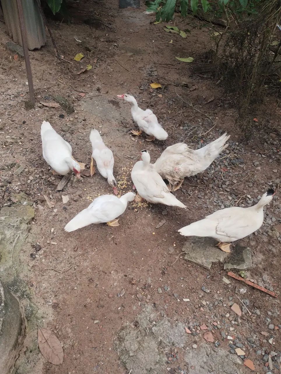 Pato