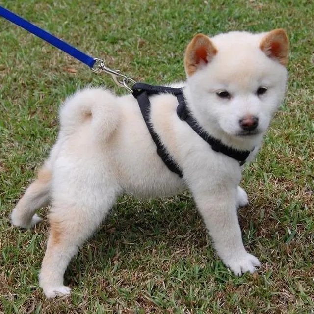 Filhote de Shiba consulte nos e leve o seu