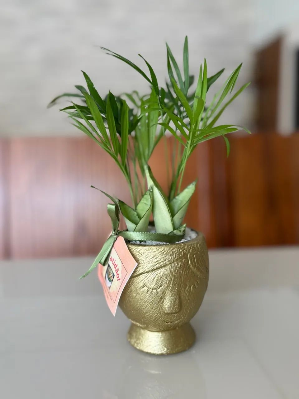 Vaso com planta natural para lembranças com planta natural de sombra 
