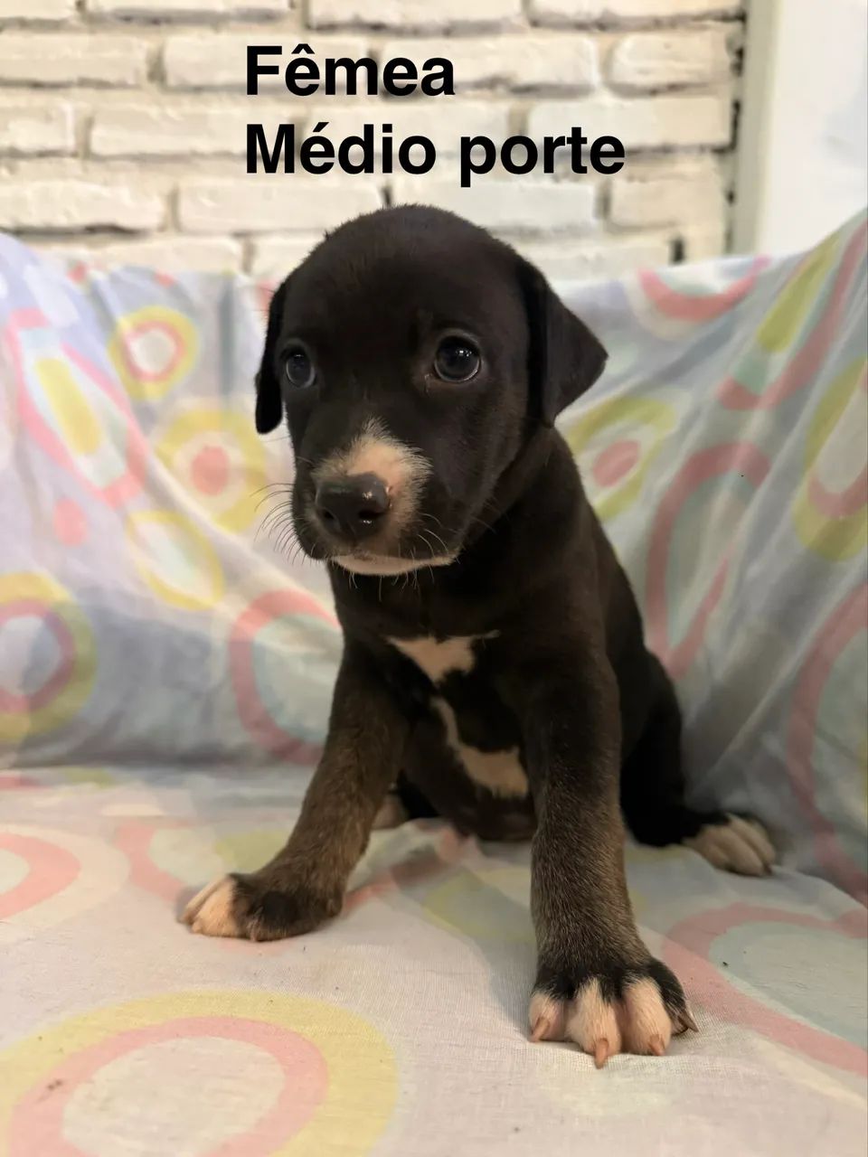 Adoção responsável  - Foto 2