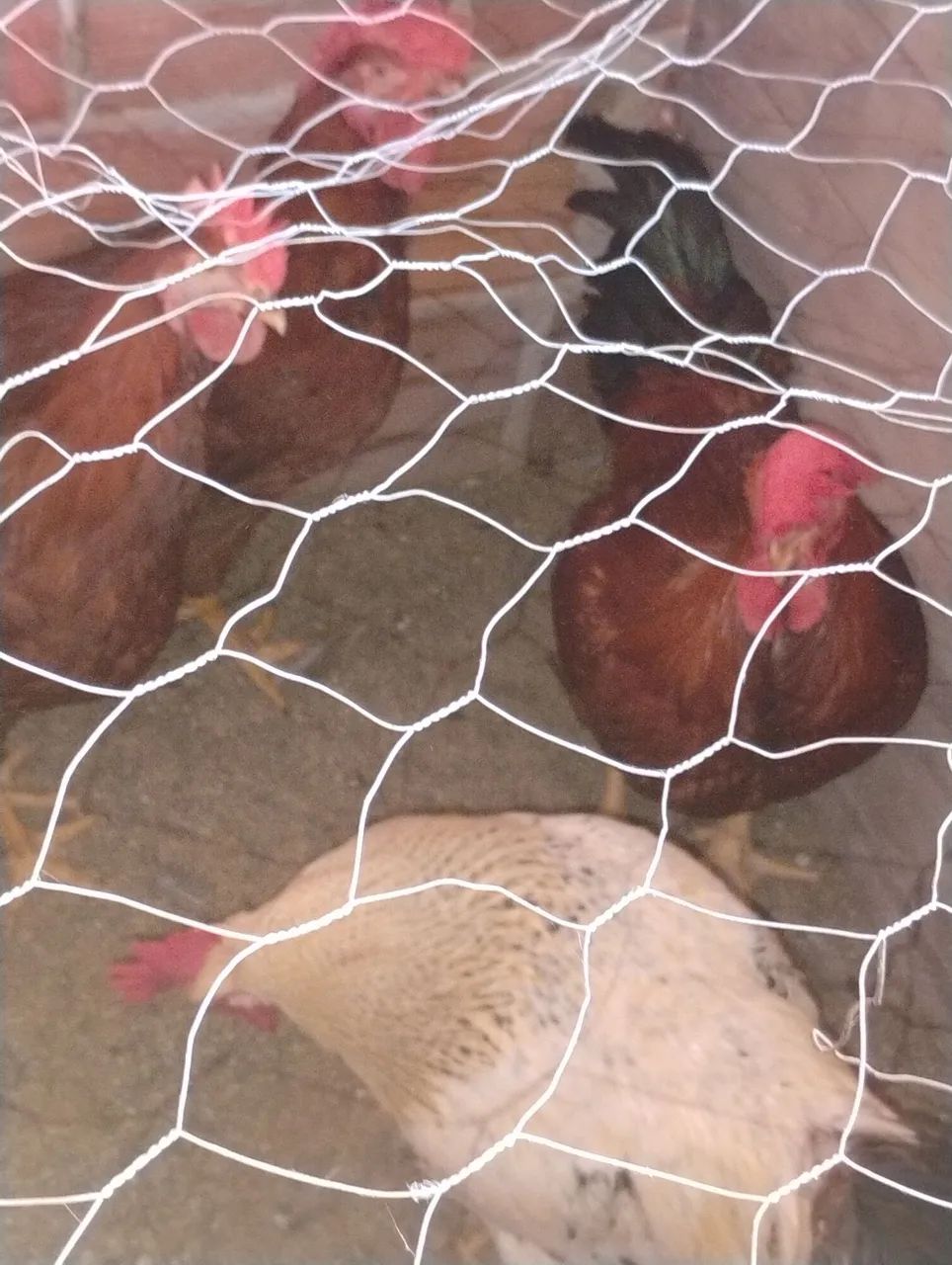 Frangos bonitos para tá caipira com gsbgalos 