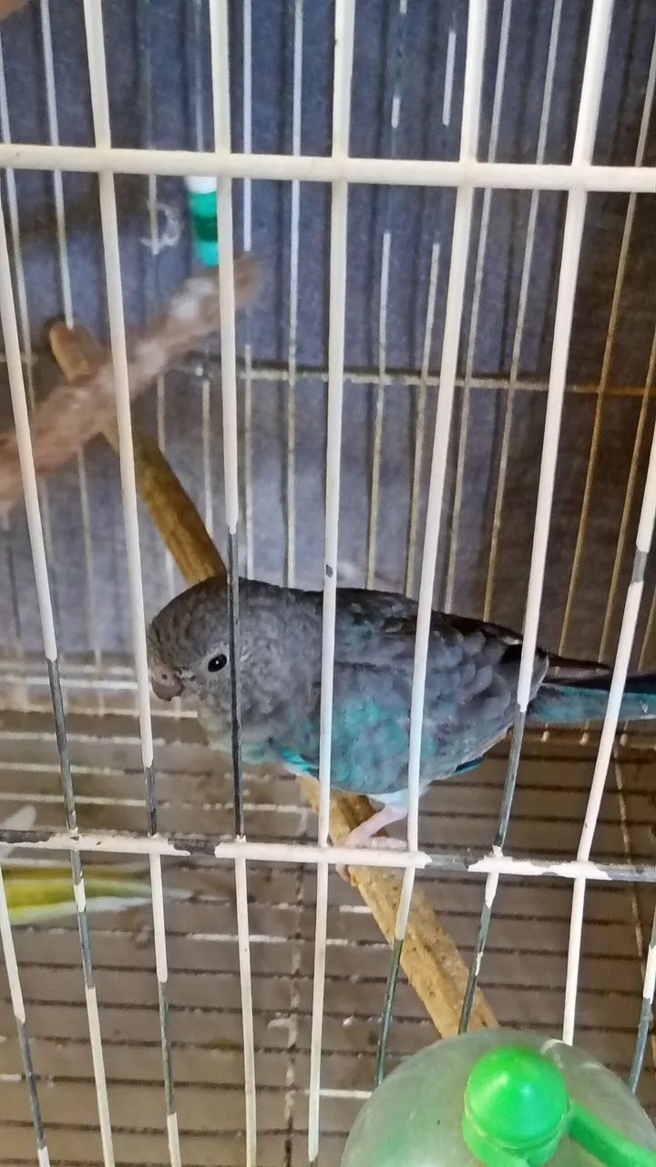 Vendo  - Foto 2