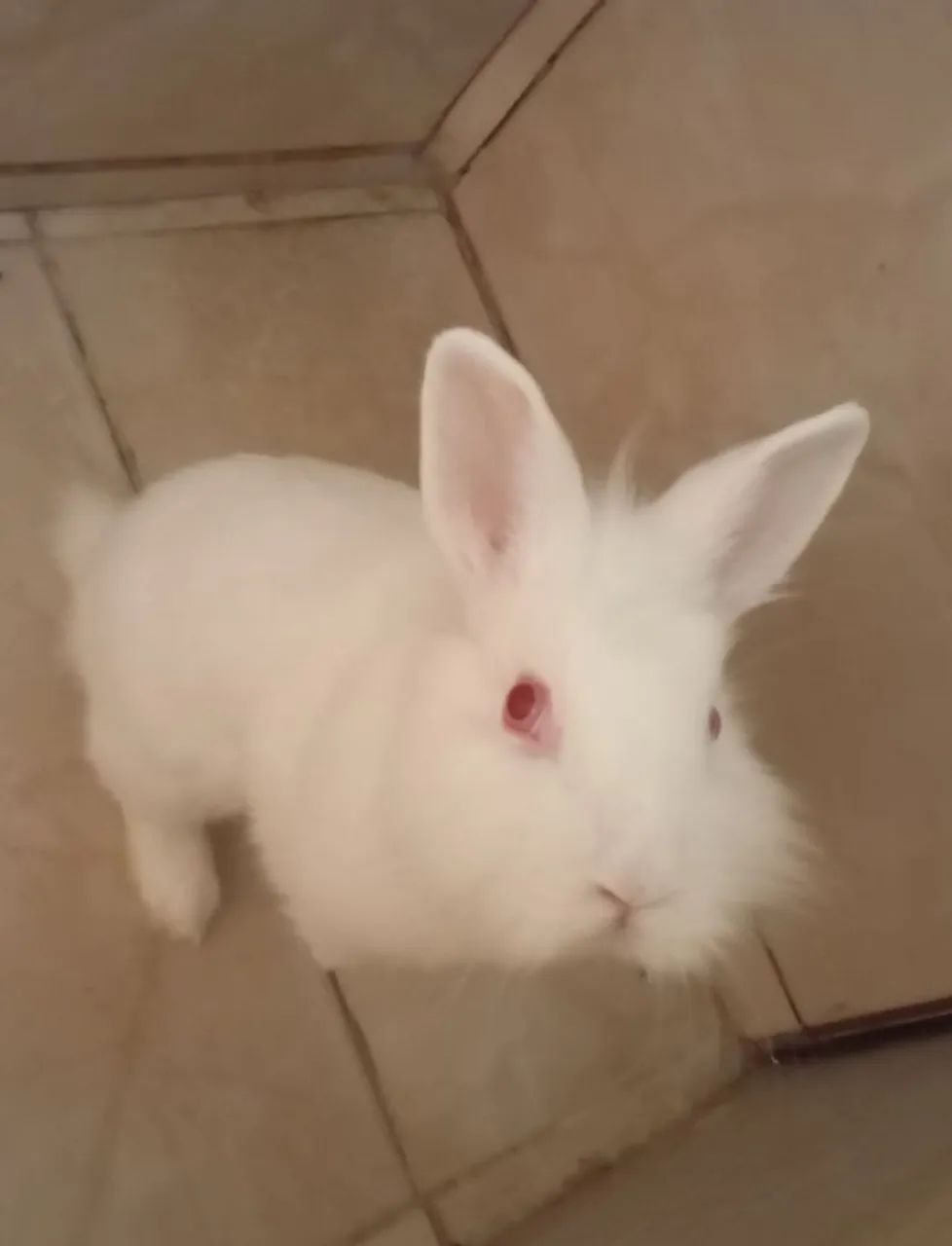Vendo mini coelho 