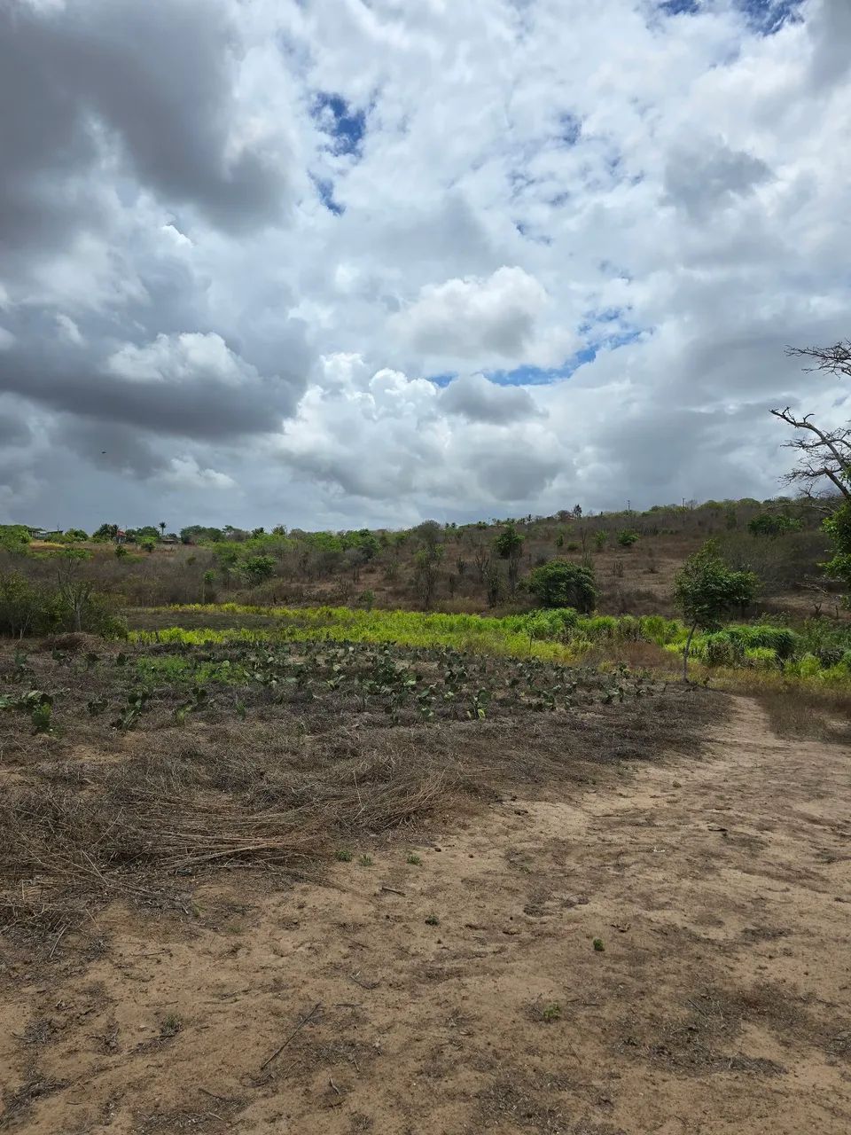 06 HECTARES  - SÃO JOSÉ DA MATA