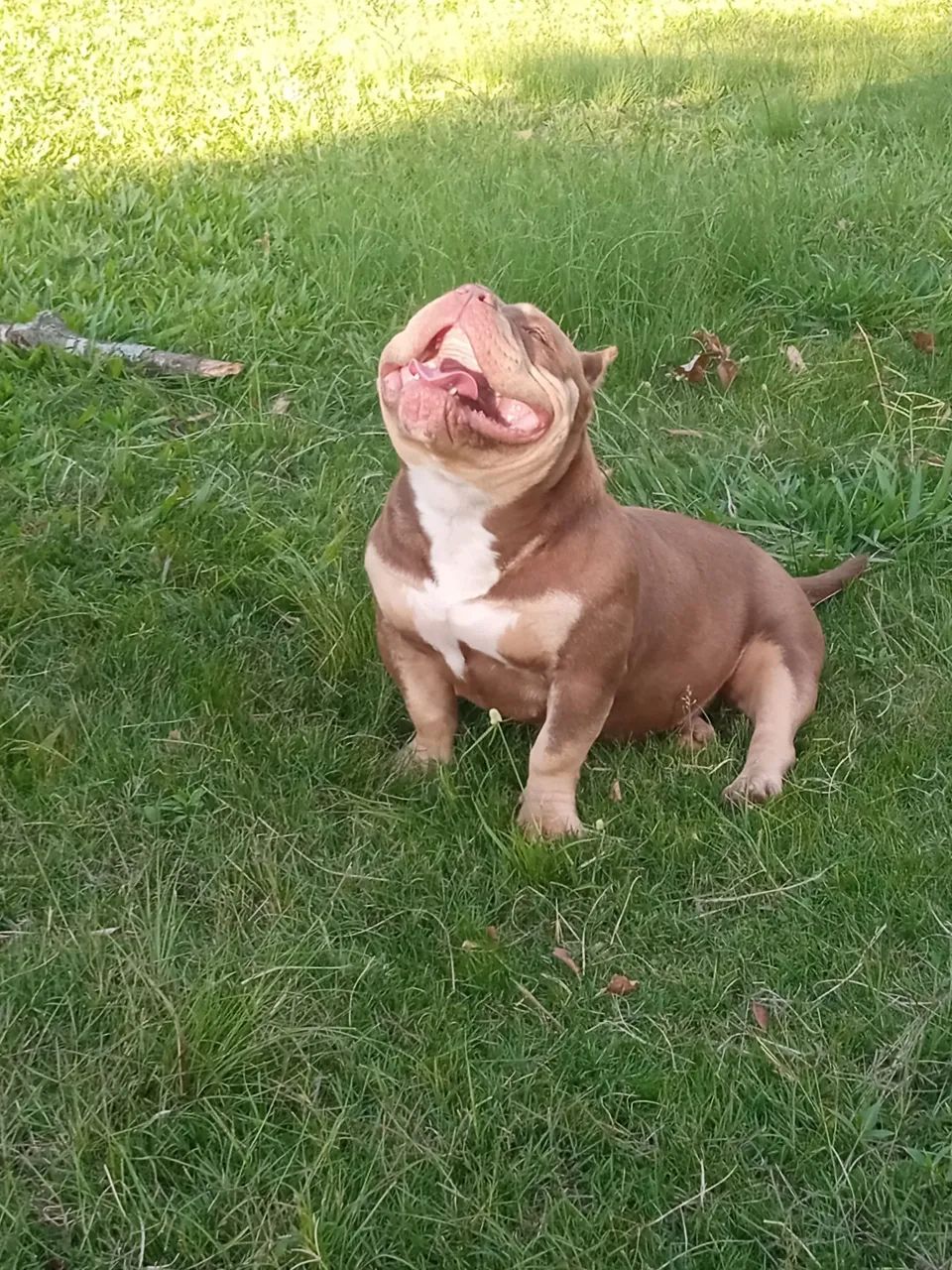 Casal de American bully micro adultos. - Foto 2