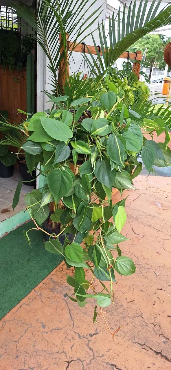 Planta filodendro Brasil 