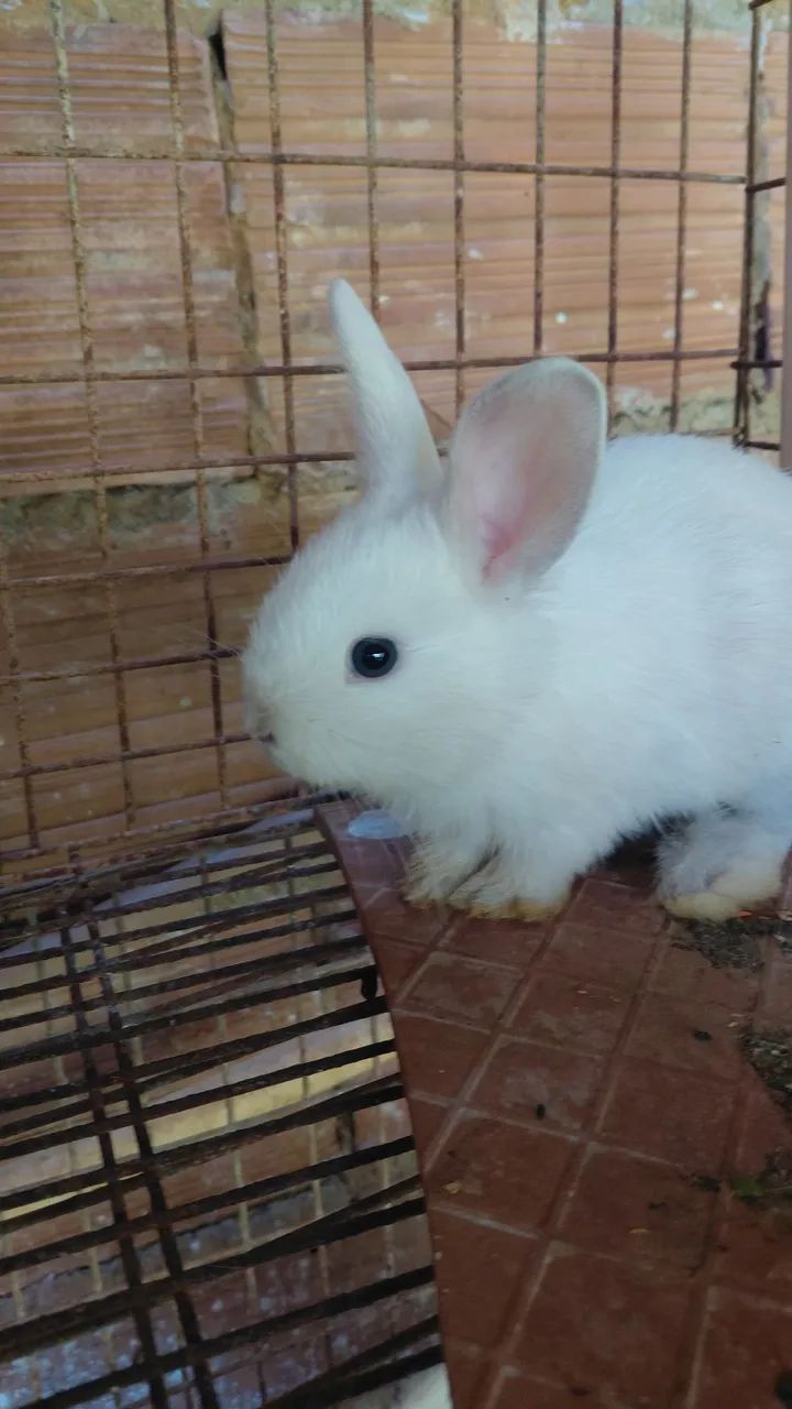 Coelhos - Foto 4