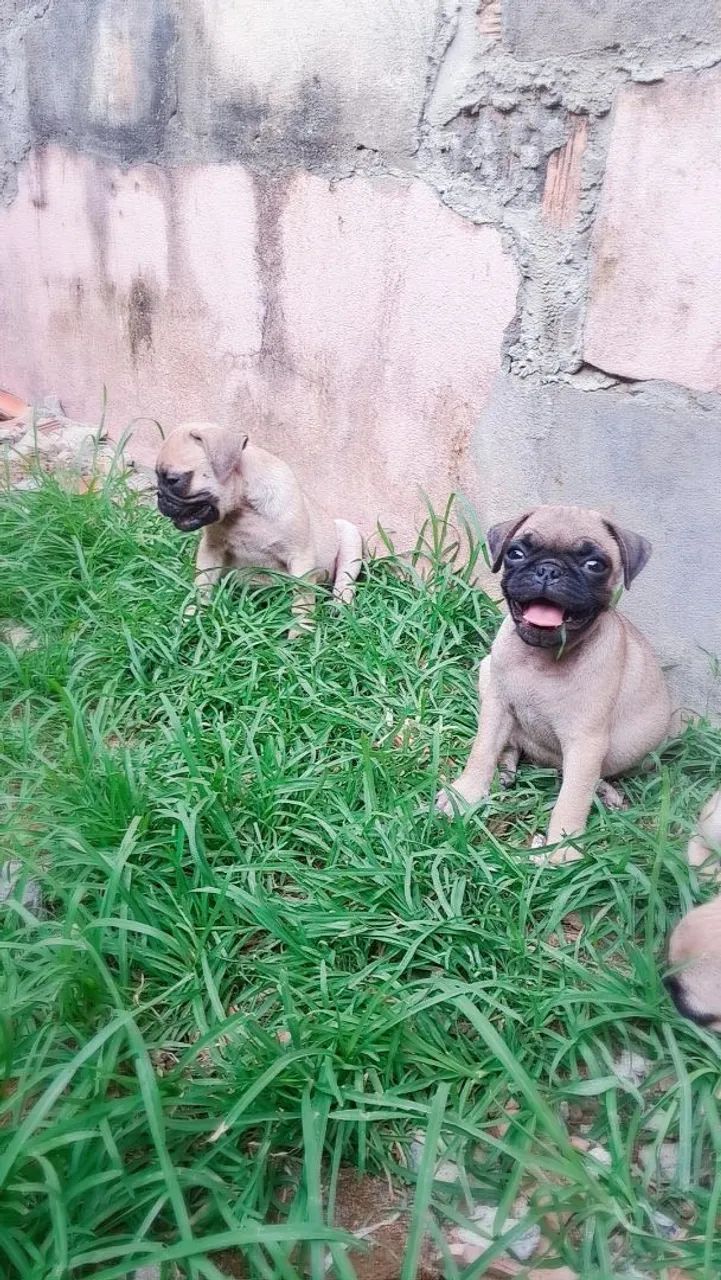Pug disponíveis 