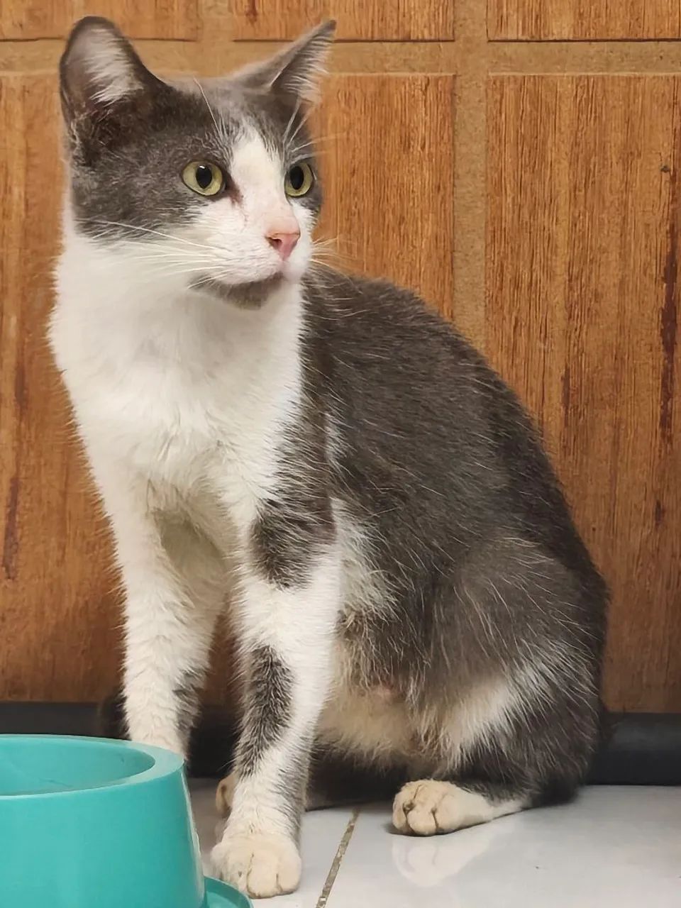 Gato adoção - Foto 2