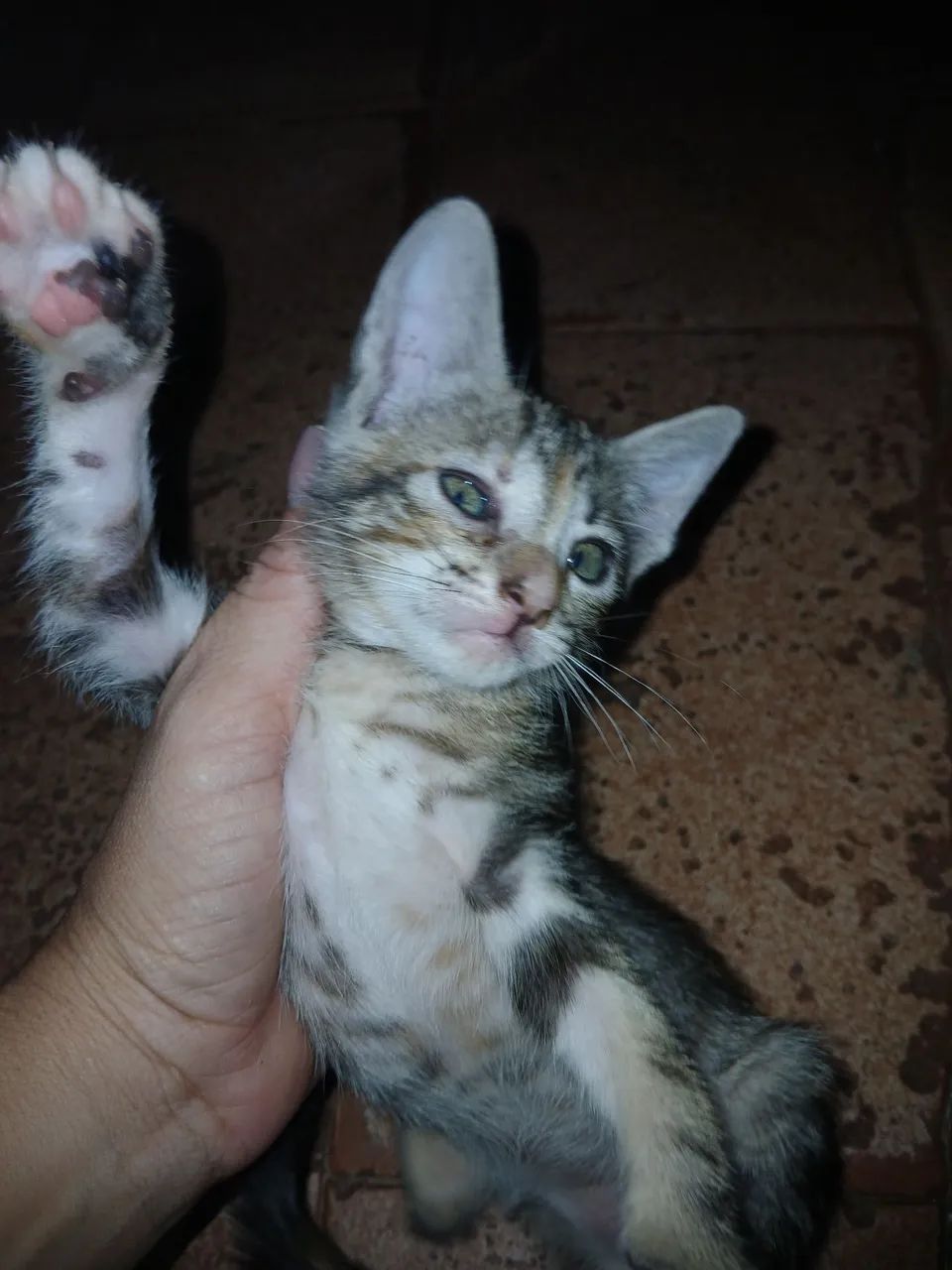 Doação Gatinhos - Foto 3