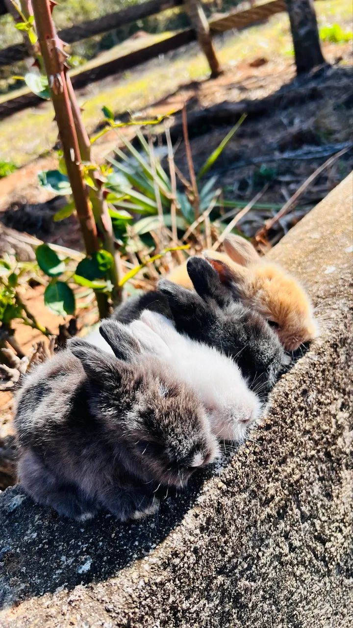 Coelhos mini Lion  - Foto 2