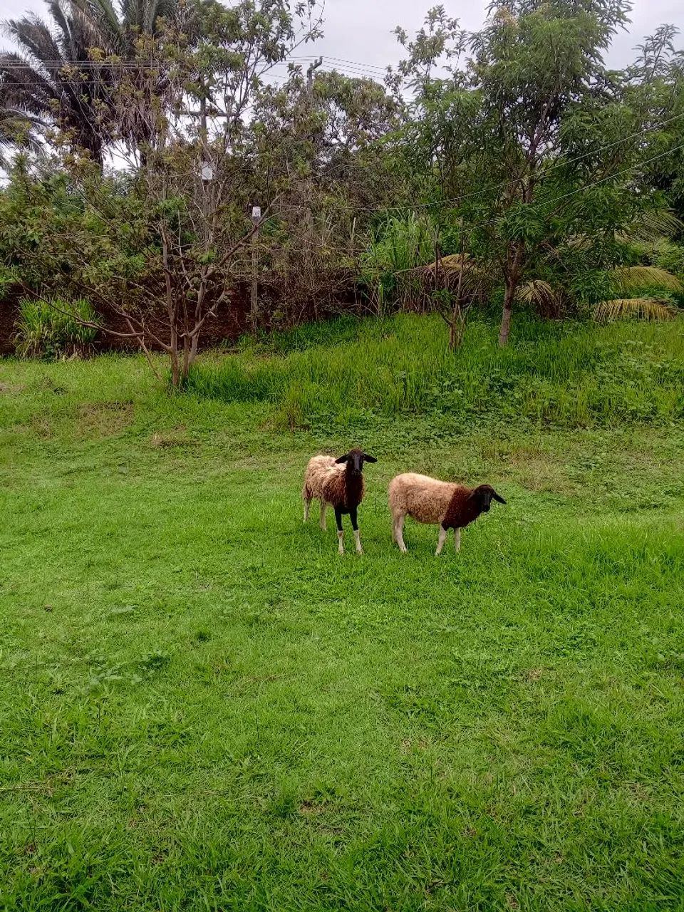 venda carneira e uma borrega  - Foto 2