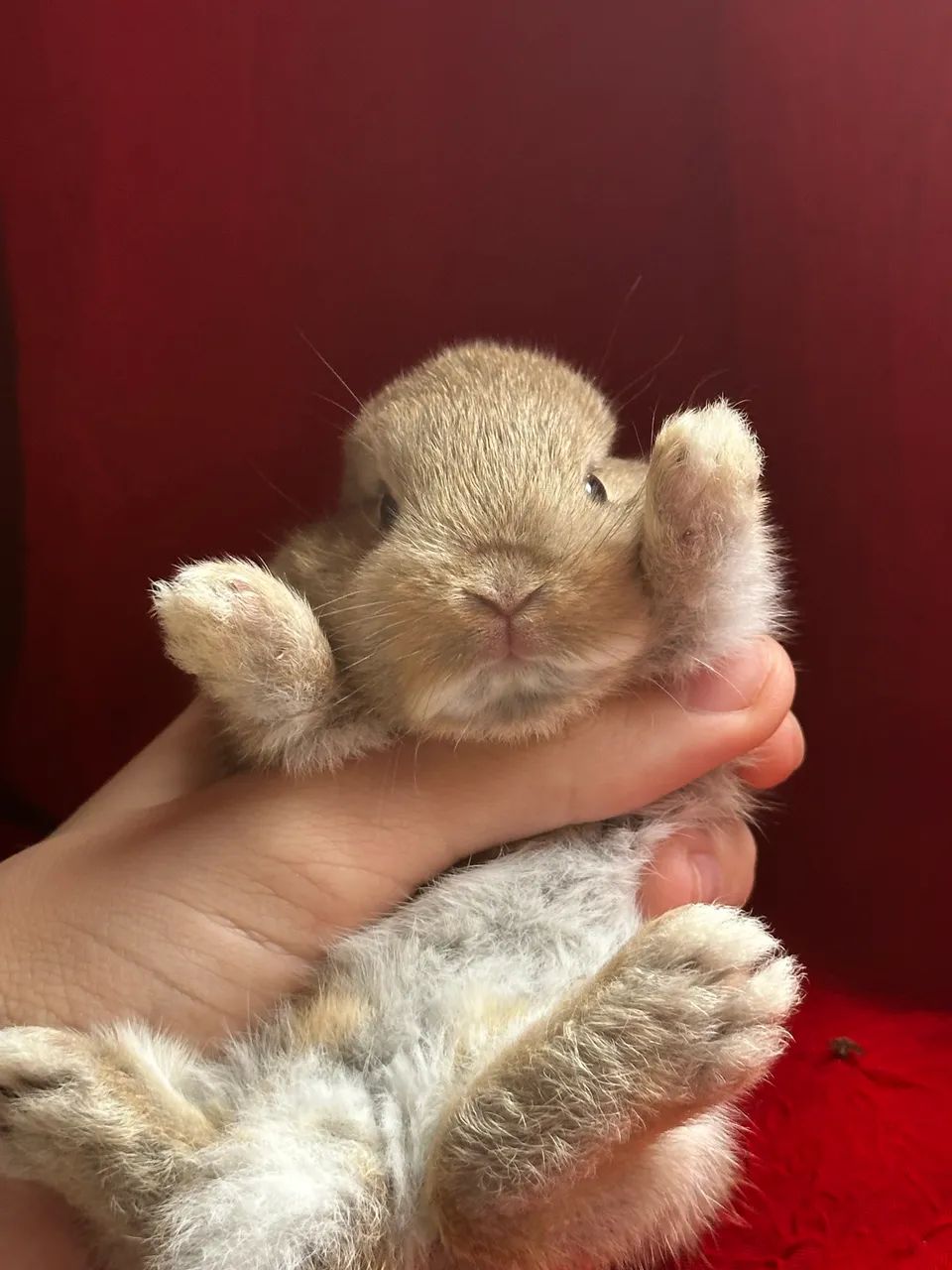 Mini Coelho Netherland Dwarf  - Foto 2