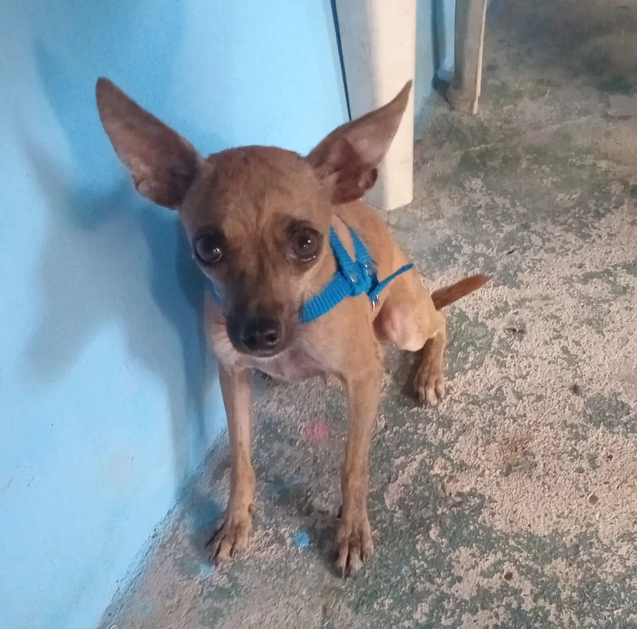 Pinscher macho N1 