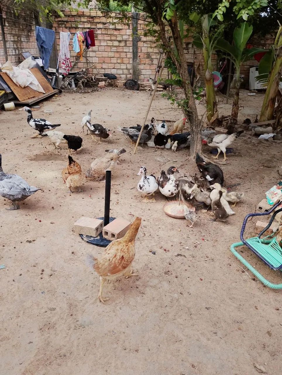 Vendo Galinhas e Patos  - Foto 2