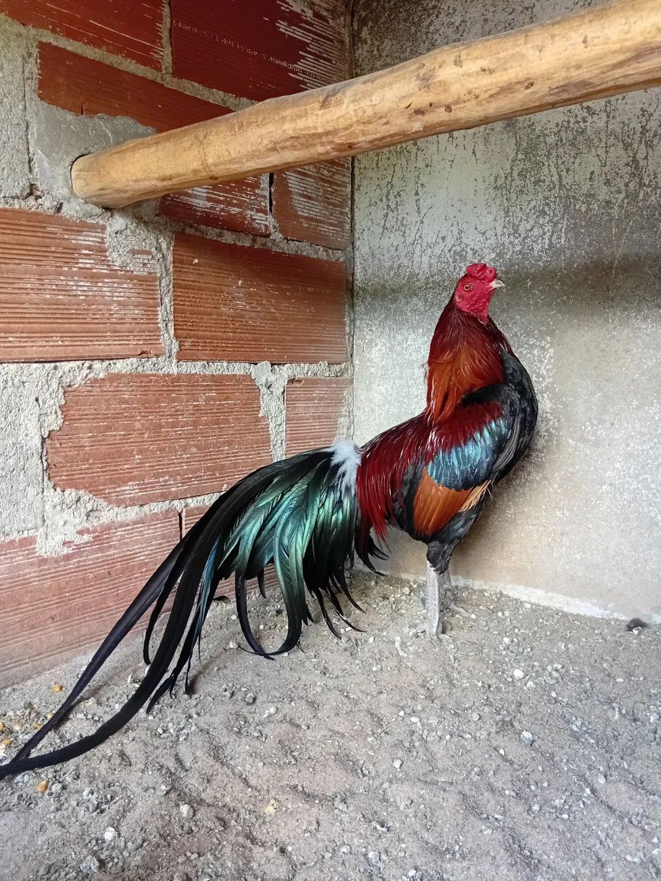 Casal fenix com indio.  - Foto 5