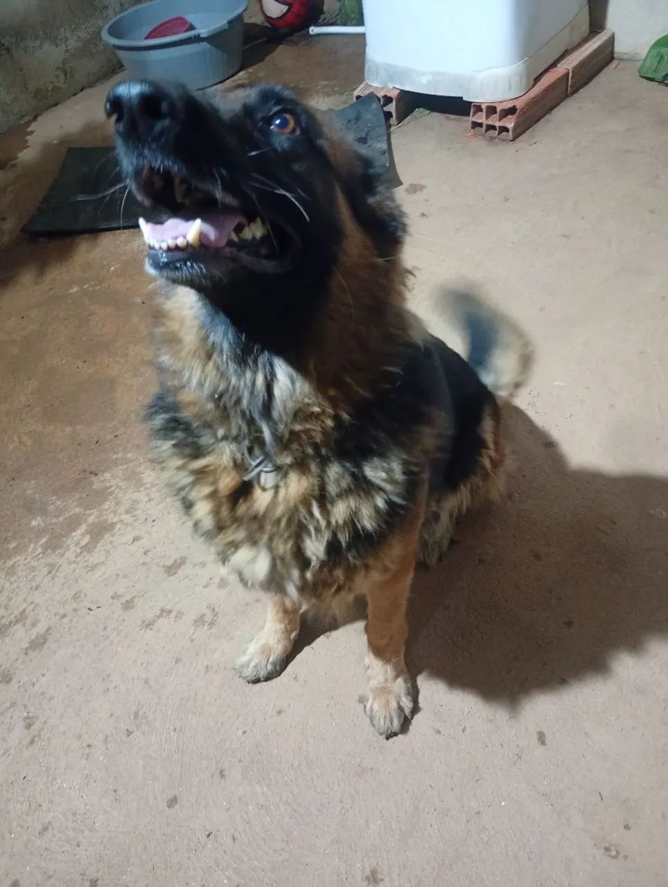 Kyara Adoção  - Foto 3
