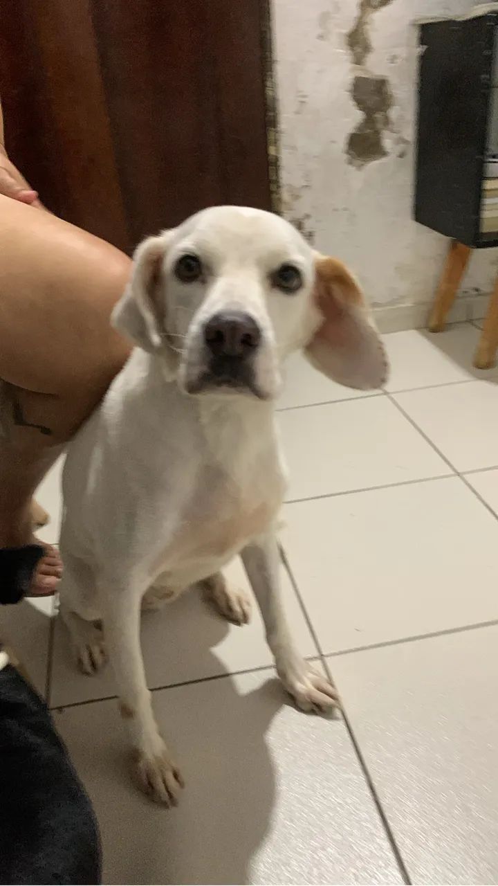 adoção responsável  - Foto 2