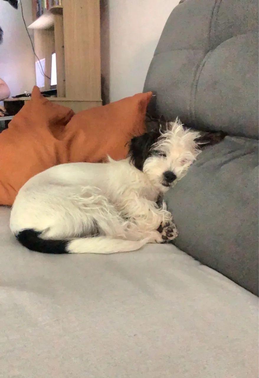 Cadela para adoção - Foto 3