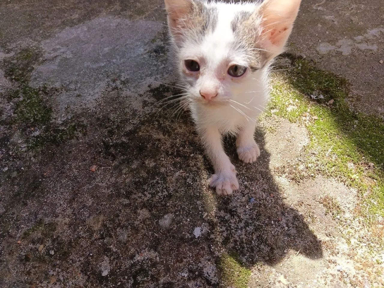 Doação de gatinhos! - Foto 4