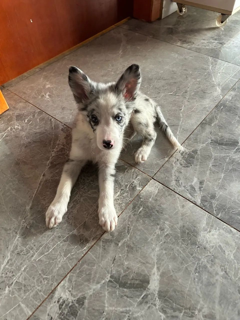 Cachorro 
