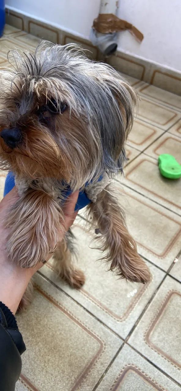 Yorkshire  terrier  - Foto 3