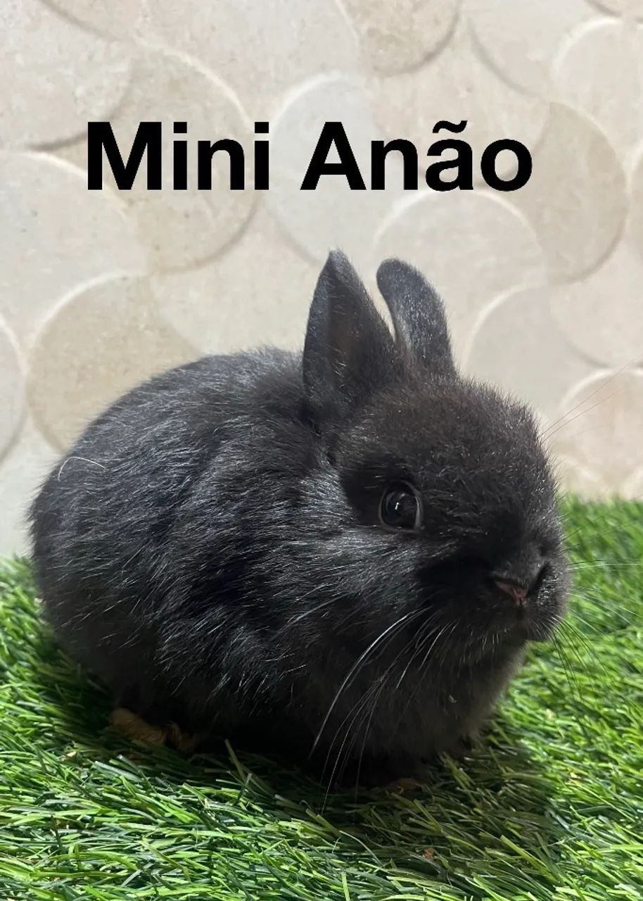 Mini coelhos  - Foto 2