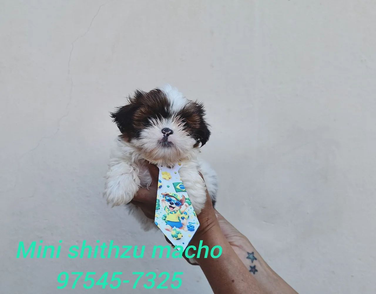 Mini shithzu com garantia de saúde 