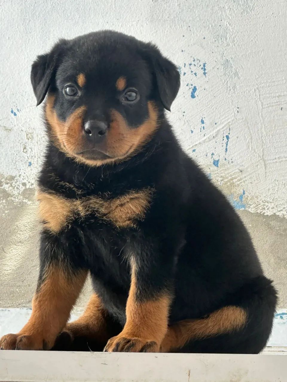 Rottweiler cabeça de Touro com pedigree  - Foto 5