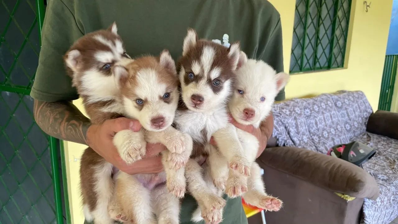 Husky siberiano  - Foto 3
