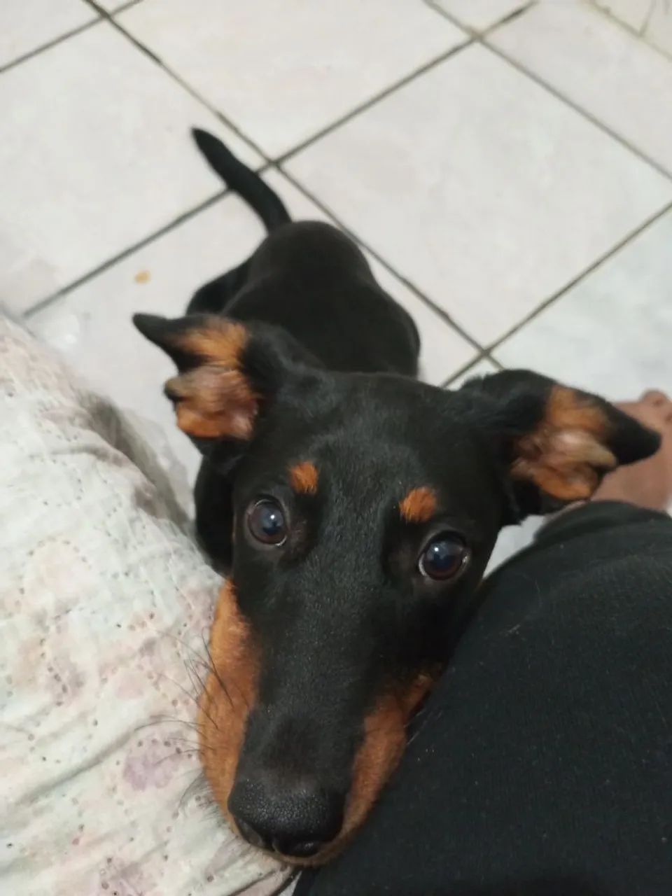 Salsicha  - Foto 4