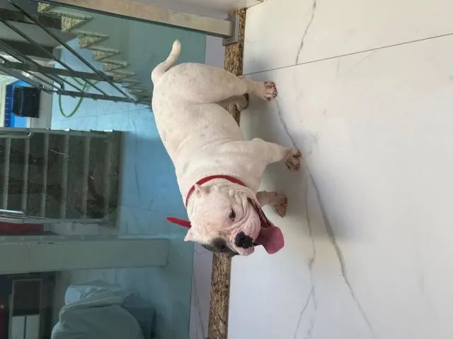 Filhotes América Bullying. Fêmea já foi vendida,tenho dois filhotes machos,2,500 cada um.