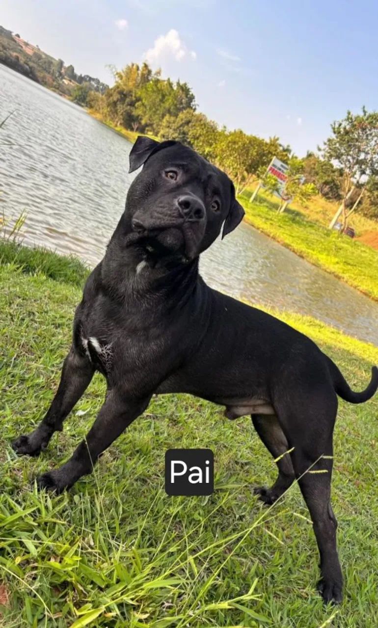 Pit bull - Foto 4