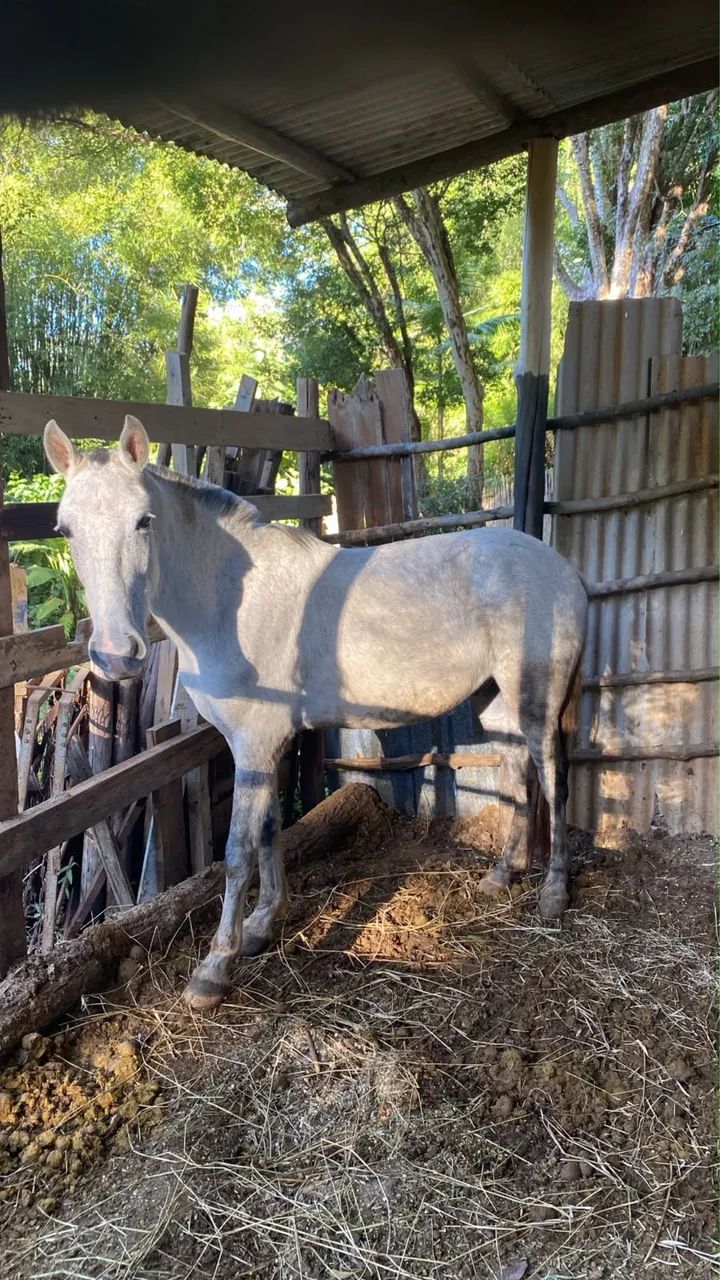Cavalo Manso 