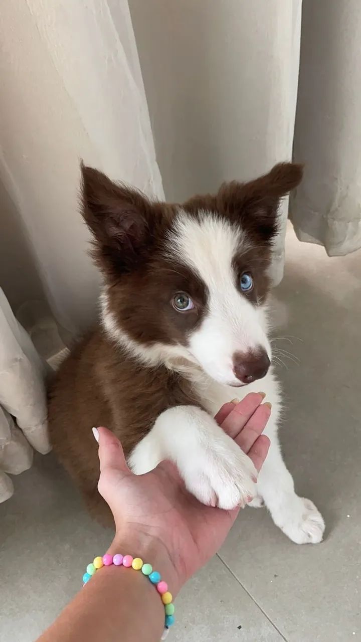 Filhote de Border Collie Puro - Foto 4