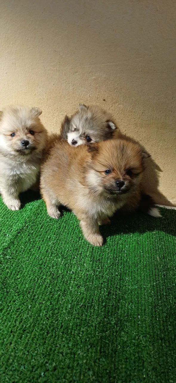 Spitz alemão anão  - Foto 3