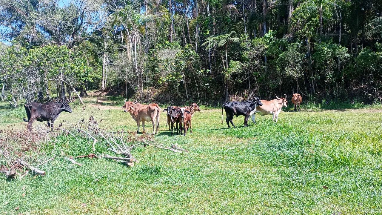 Animais pra doação 