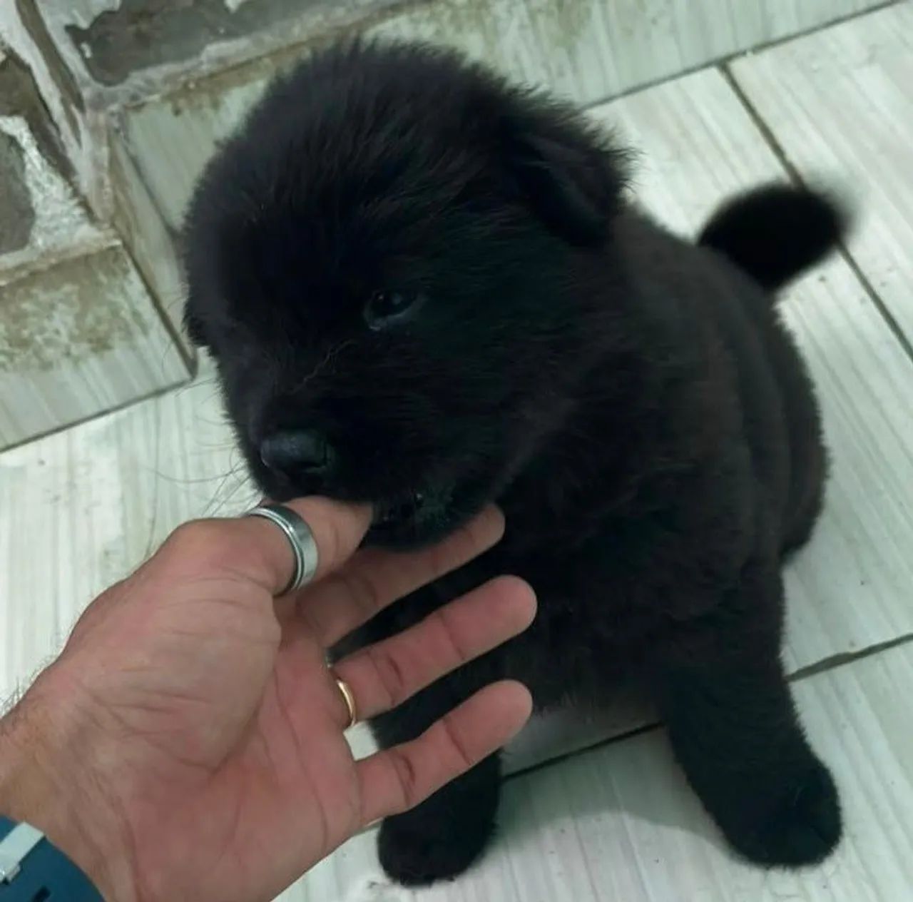 Vendo Filhote de Chow Chow 