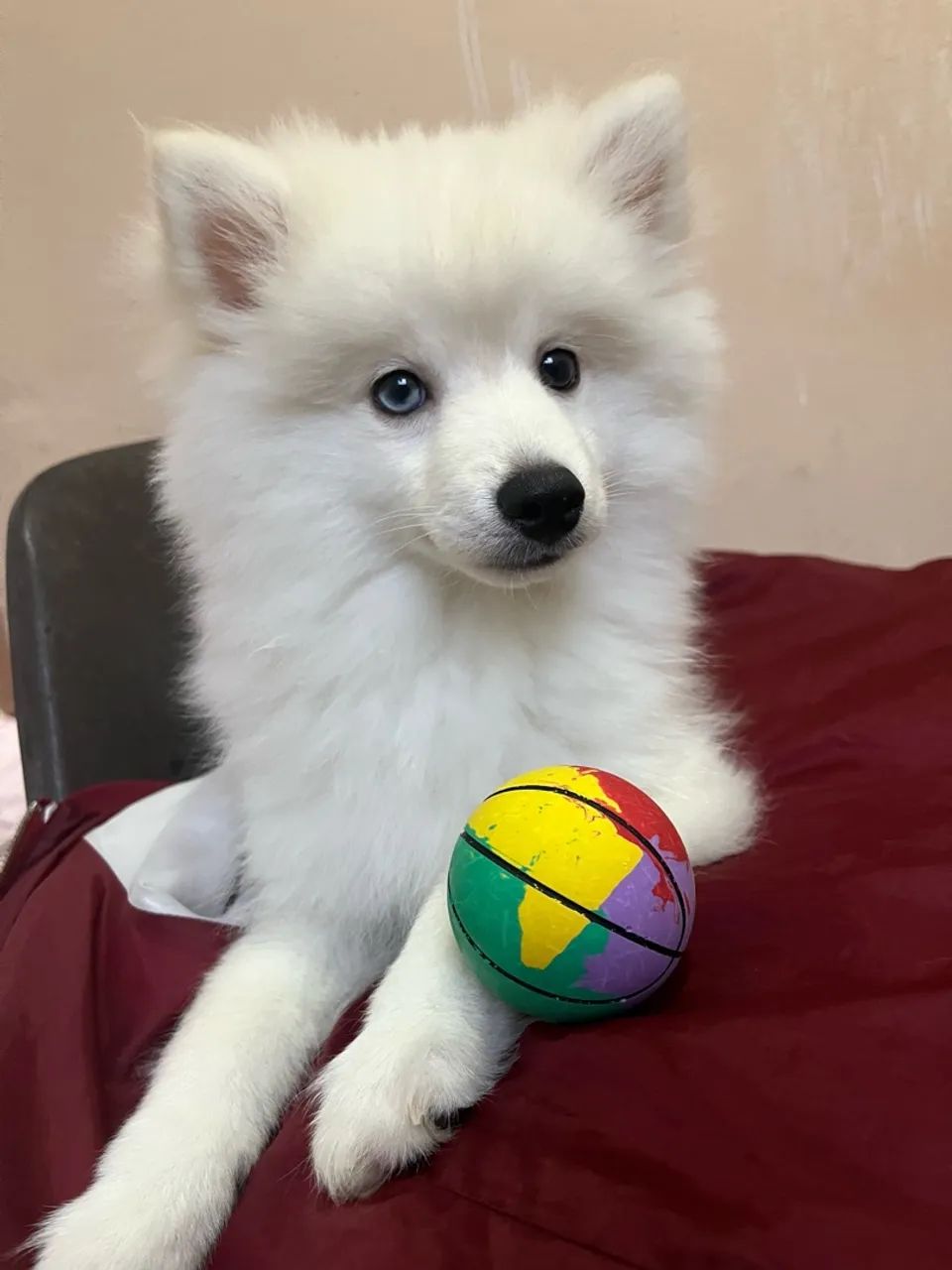 Pomsky - Foto 4